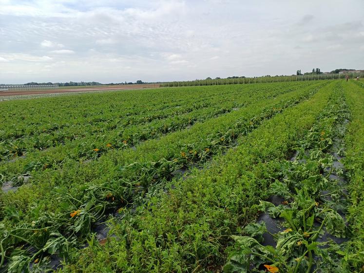 Les champs de courgettes ont été anéantis en quelques minutes au Domaine Chaillou, à Gémozac.