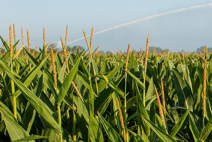 L'étude de Terrena menée auprès de producteurs de semences porte sur des réserves de moins de 3 ha.