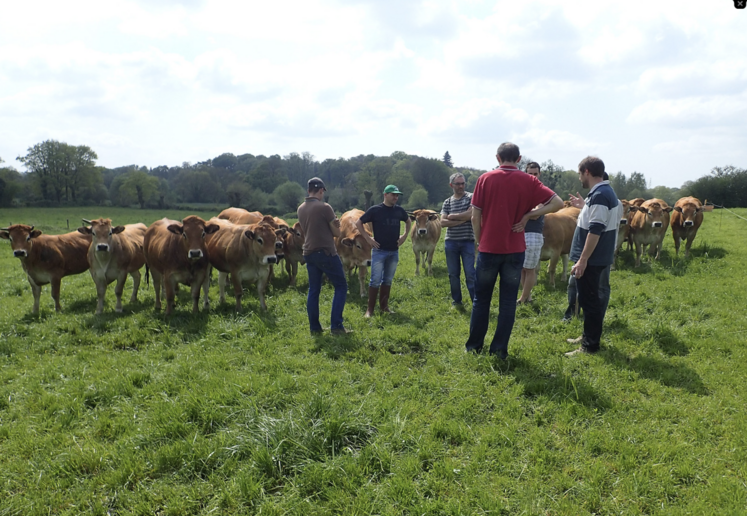 En bovins, les financements ont été orientés vers l'engraissement de JB, dont le marché est porteur.