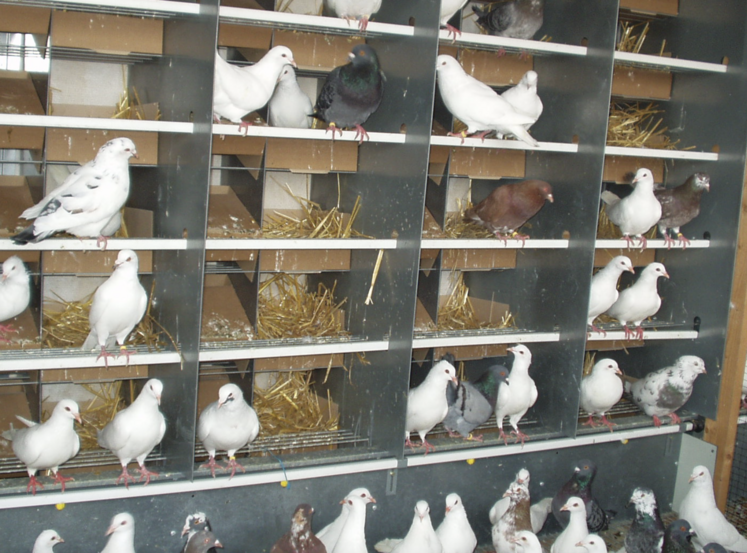 Atypique : les pigeonneaux sont couvés et nourris par leurs parents.