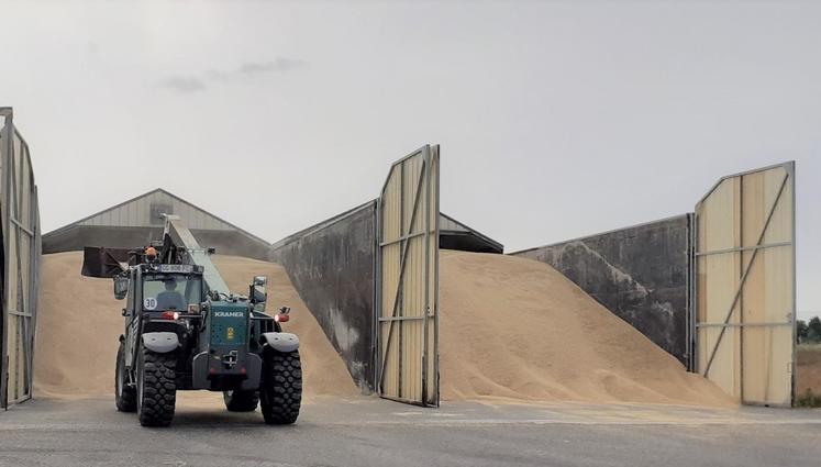 Le négoce Bellanné, centré à Thouars, prévoit une collecte d'été inférieure de 15 % à l'année dernière. Le beau temps annoncé à partir du dimanche 23 juin devrait permettre d'enfin commencer les moissons d'orge, et les colzas à leur suite.