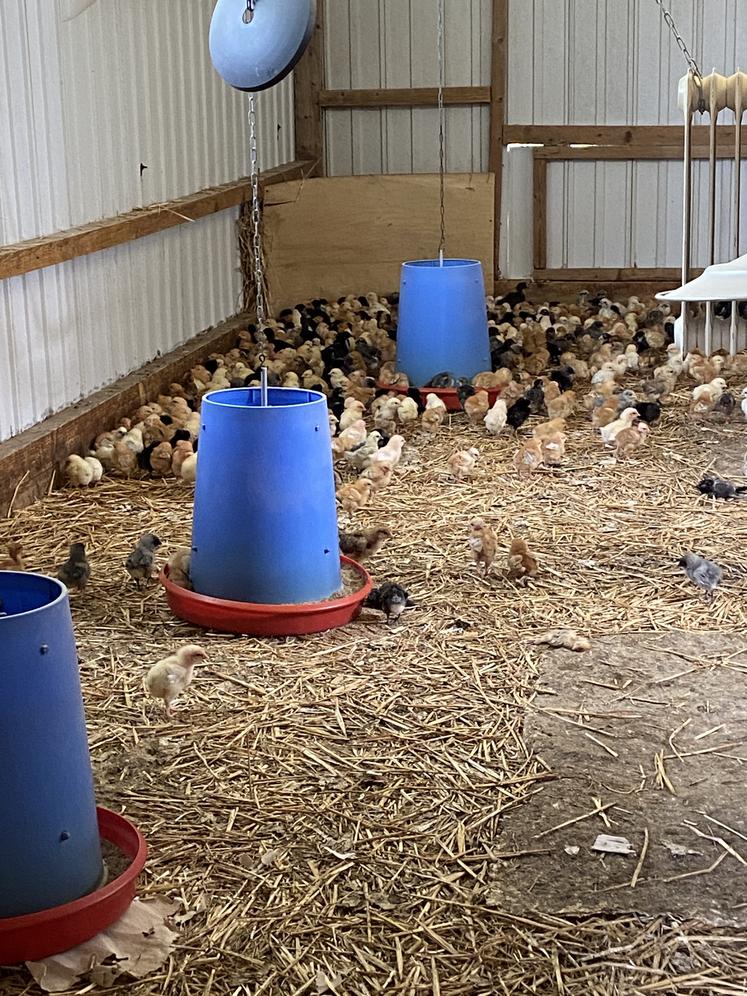 La poussinière accueille 1 200 animaux, toutes races confondues, sur trois semaines. Une seconde poussinière est en construction.