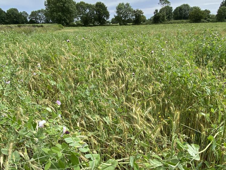 Le mélange triticale pois fourrager de l'éleveur Thomas Gaillard sera récolté en grains, dont une partie sera autoconsommée par le troupeau.