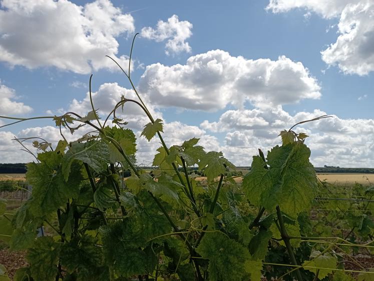 Rendez-vous, le 20 juin, au lycée de Le Renaudin, à Saint Germain de Lusignan pour parler innovation robotiques et numériques en viticulture.