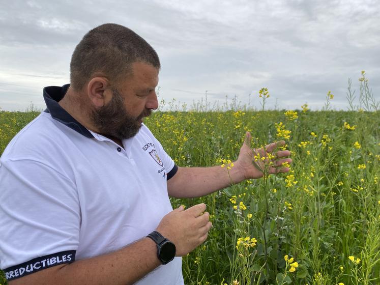 Yoann Germain, à Frontenay-Rohan-Rohan, a semé 5 ha de moutarde alimentaire bio, dans une parcelle semée aussi en féveroles, fénugrec, trèfle d'Alexandrie et lin de printemps.