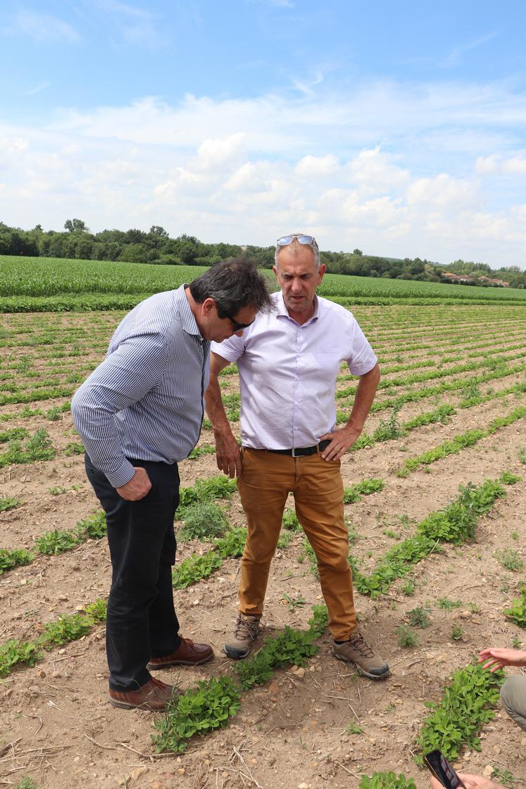 Éric Frétillère, président des Irrigants de France, et Christian Daniau, président de la Chambre d'Agriculture de la Charente, devant une plantation expérimentale de cacahouètes.