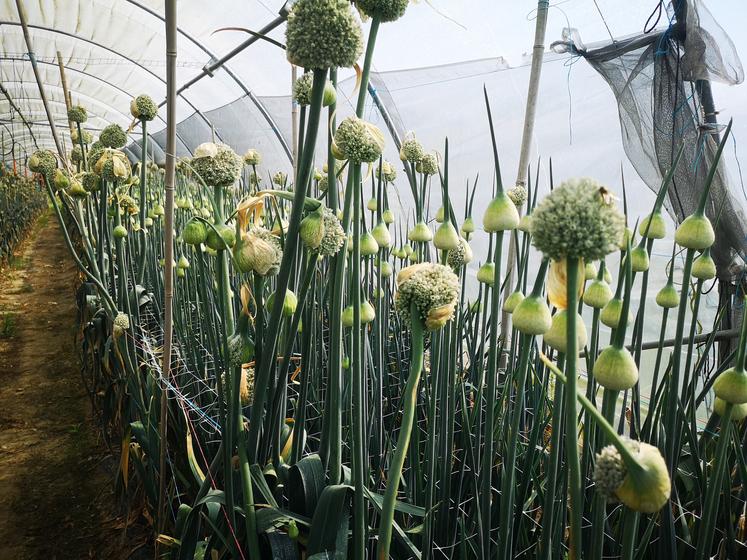 Pour les Fortin, la montée en graines des espèces plantées (ici des poireaux) est une bonne nouvelle.