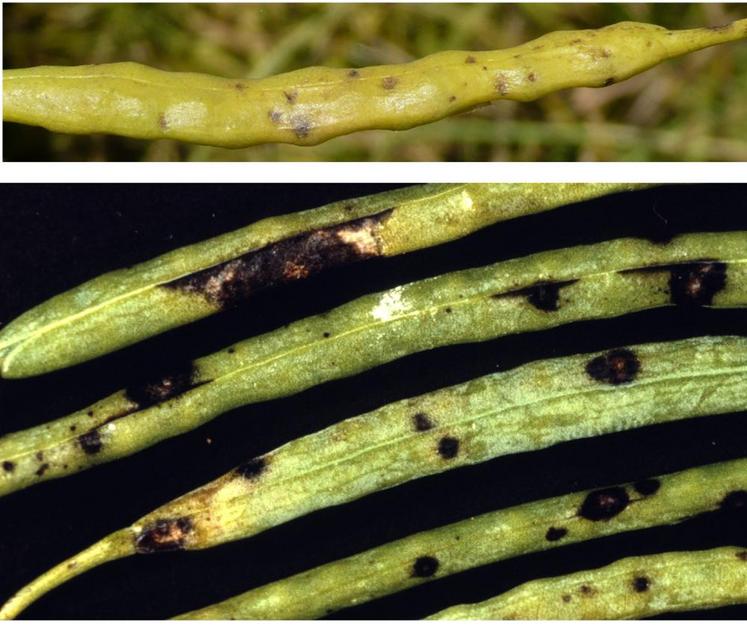 L'humidité a favorisé la propagation de maladies telles que Mycosphaerella brassicicola et Alternaria brassicae.