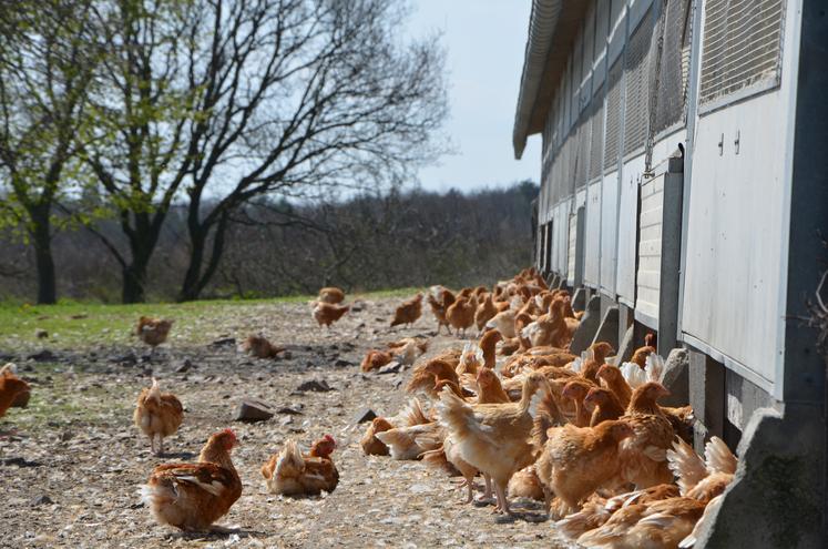 Les viandes de volailles françaises sont peu à peu gagnées par le référentiel European Chicken Commitment : KFC, Quick, Domino's ou encore Subway s'y sont notamment engagés.