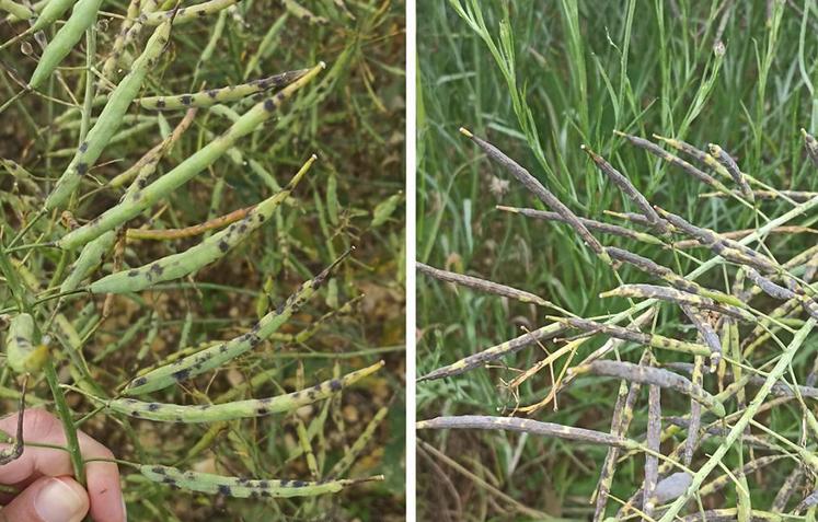 Les conditions météorologiques humides ont favorisé la propagation de maladies sur les siliques et peuvent entraîner des pertes significatives de rendement.