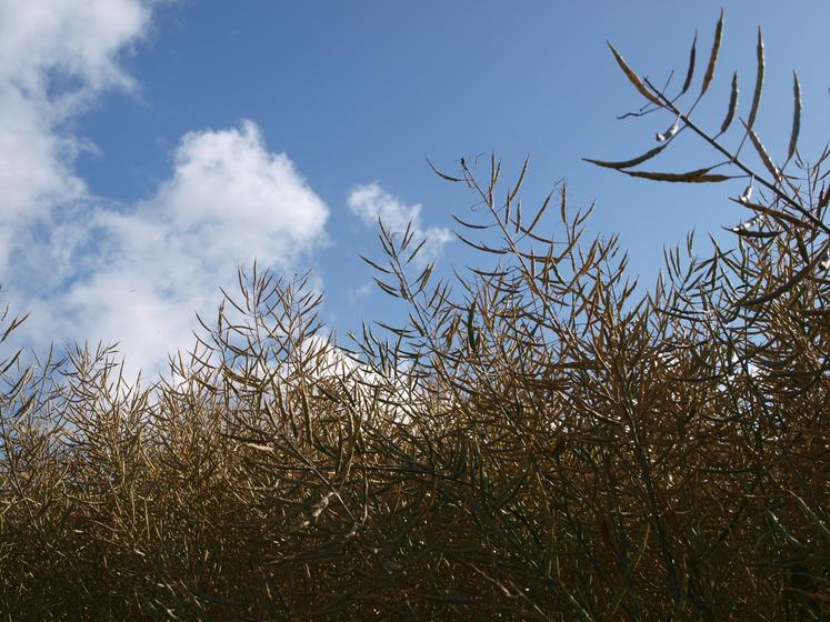 Les premières productions de tourteau de colza pour les éleveurs en appellation beurre Charentes-Poitou, ont débuté début juillet à COC.