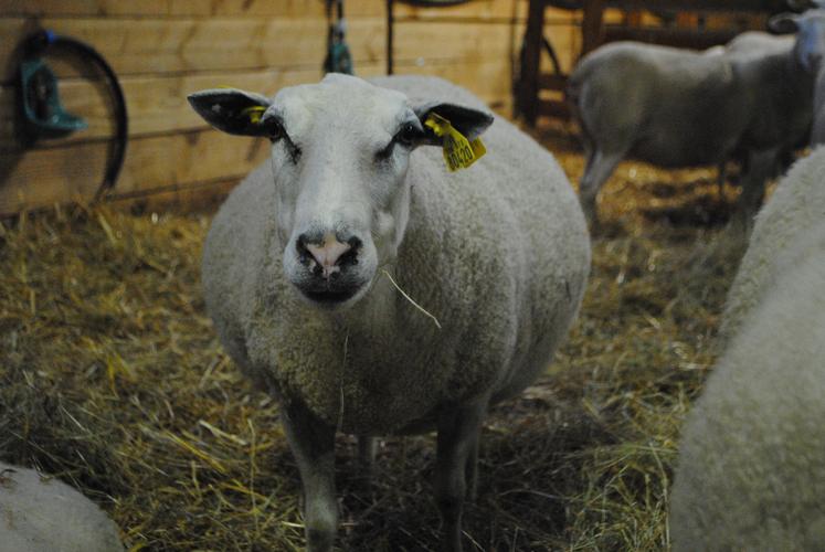 Les brebis qui portent plus de 2 agneaux sont particulièrement sensibles.