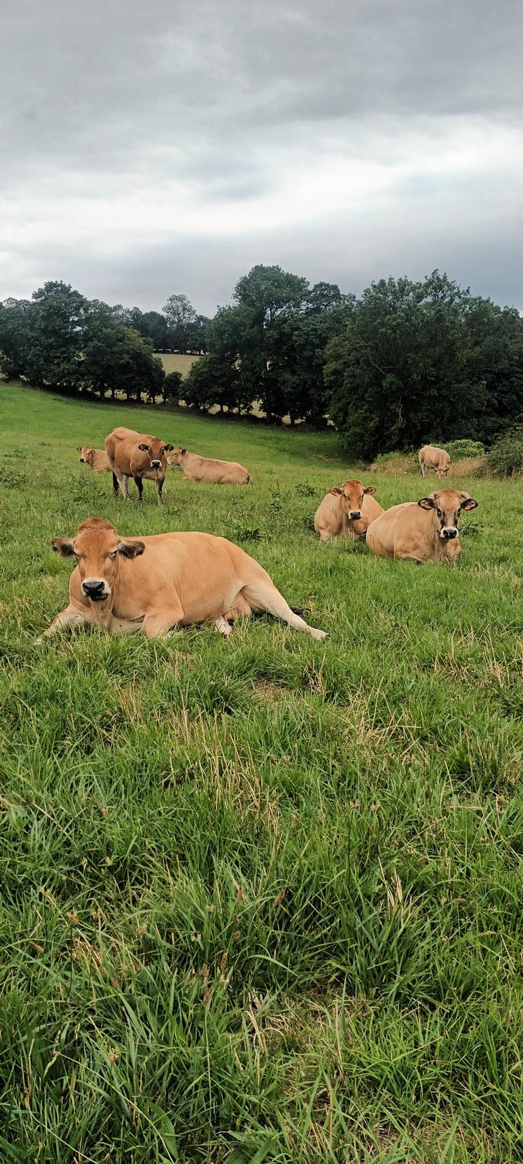 Le troupeau est stabilisé à quinze mères, "pour avoir le temps de bien s'y consacrer", ont décidé Karine et Sébastien.