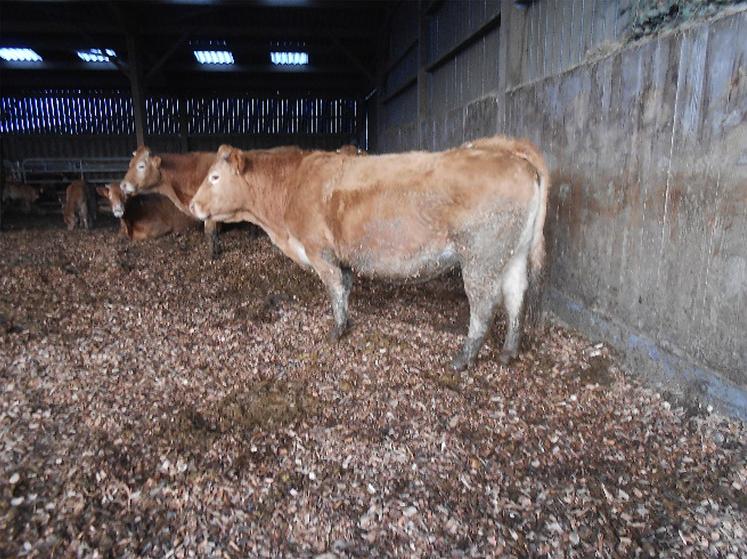 Des vaches Parthenaises sur une litière bois.