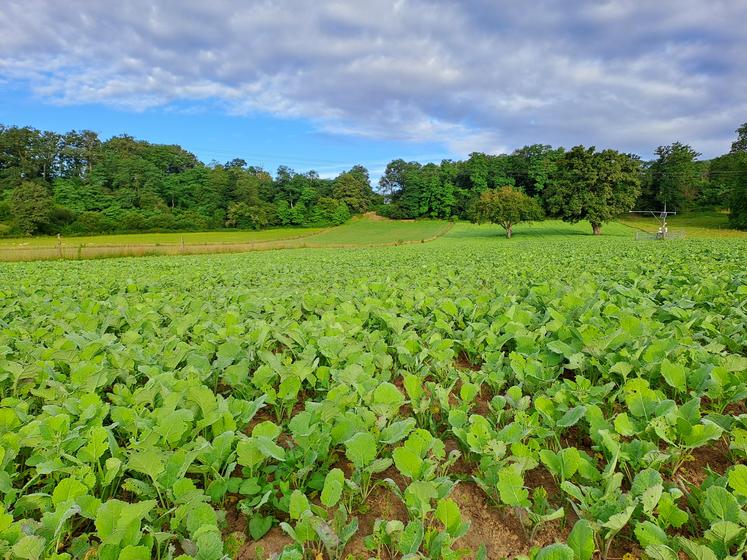 Ne pas dépasser un coût de semences de 60 € par hectare