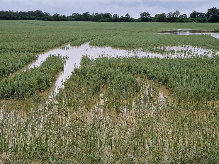 Le 24 mai, ce champs à proximité de Gençay était sous les eaux.