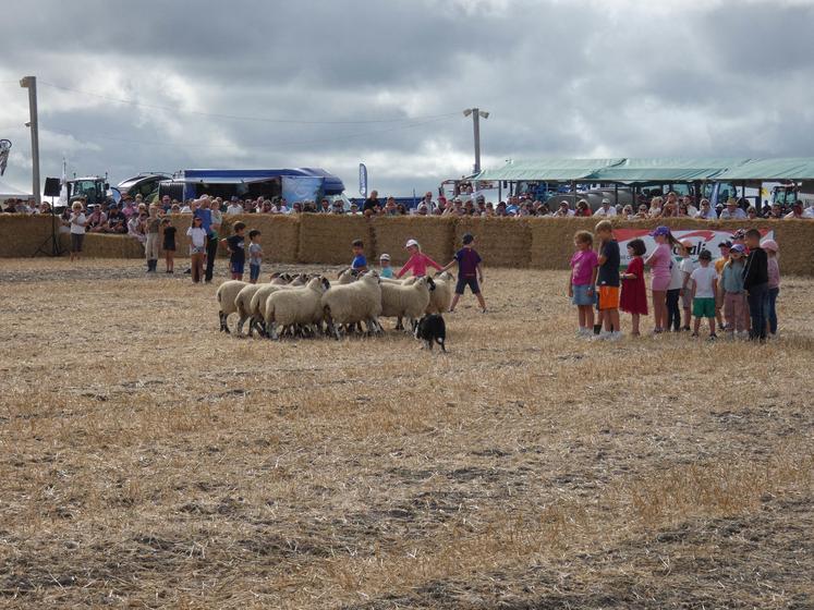 Les démonstrations de chiens de troupeaux restent une attraction populaire de la Fête de la Terre.