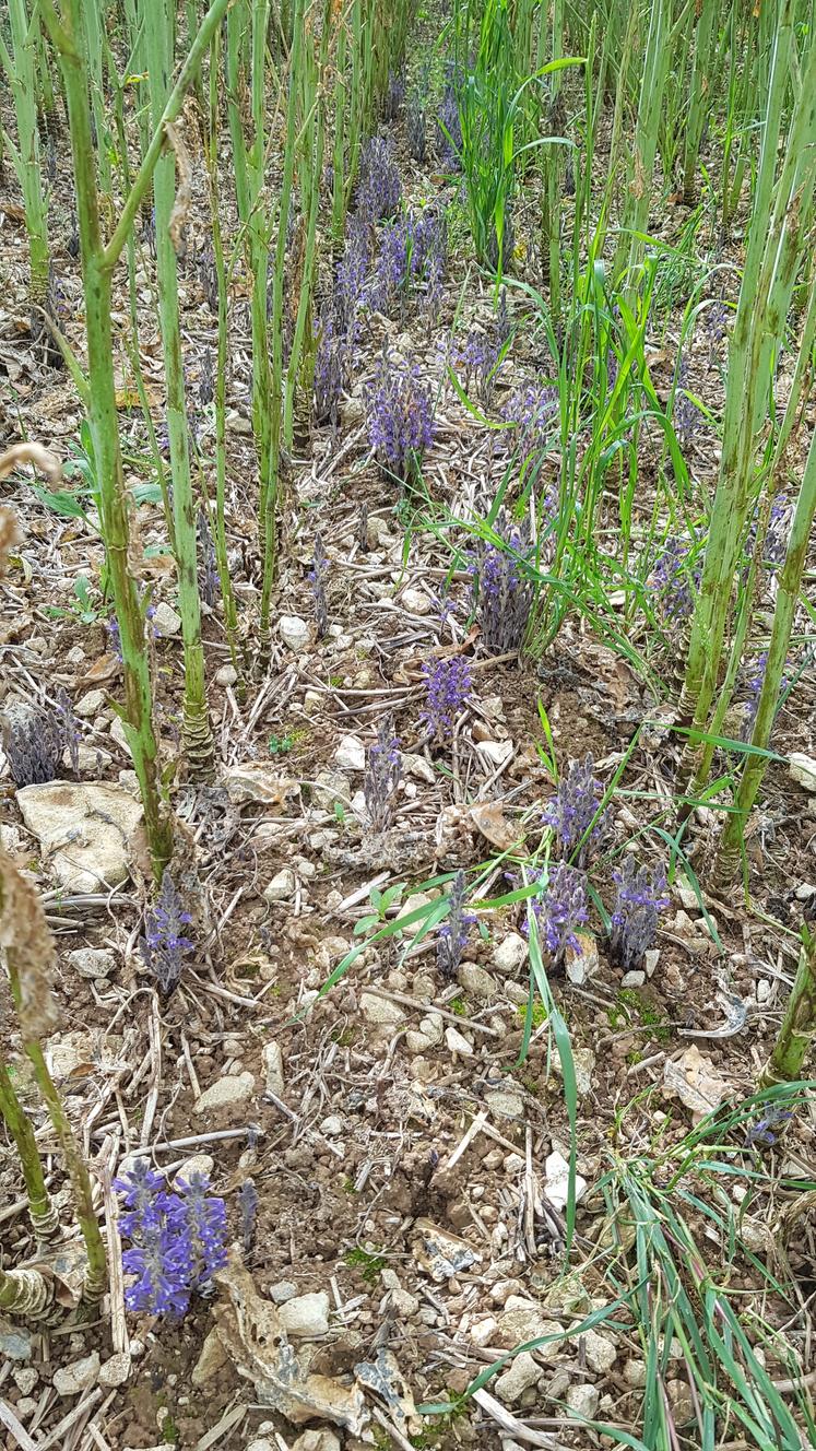 Lors de la visite de l'essai de Faye-sur-Ardin le 30 mai, des hampes florales ont été remarquées aux pieds du colza sur le témoin sensible.