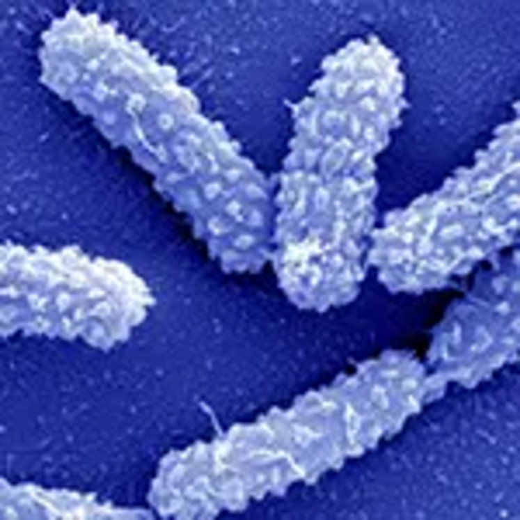 Klebsiella pneumoniae, des pneumopathies chez l'homme des mammites foudroyantes chez la vache et avec la progression d'une souche multirésistante signalée en 2024 par l'ECDC (agence européenne de prévention des maladies).