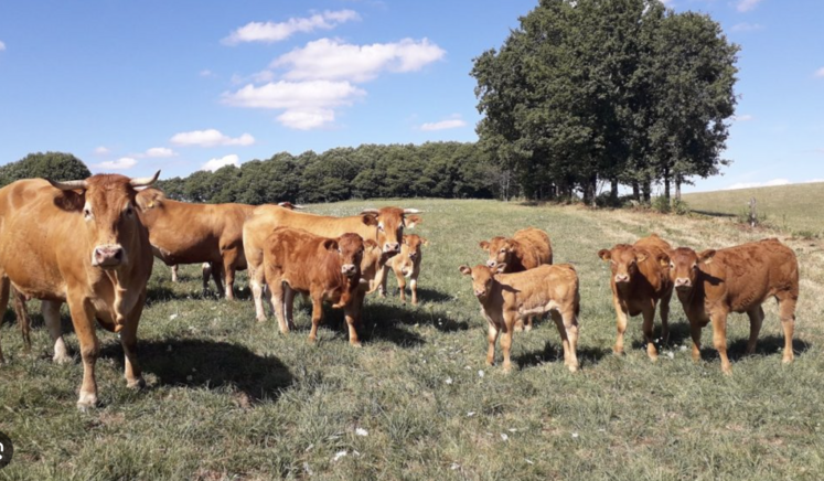 Le projet Proverbial a cherché à positionner le troupeau bovin allaitant dans l'offre de viande bio sur le segment de la restauration collective  en proposant des itinéraires alternatifs pour valoriser la voie mâle en jeunes rosés et bœufs rajeunis.