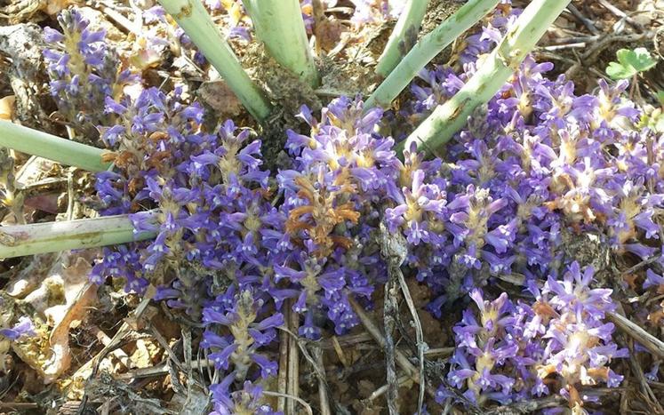 Orobanche rameuse sur colza.