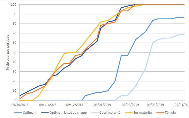 Pourcentage de courges perdues en fonction de la date de récolte. Résultat de l'essai Potimarron 2018 Opti'pot : Stratégies d'amélioration de la conservation du potimarron en AB.