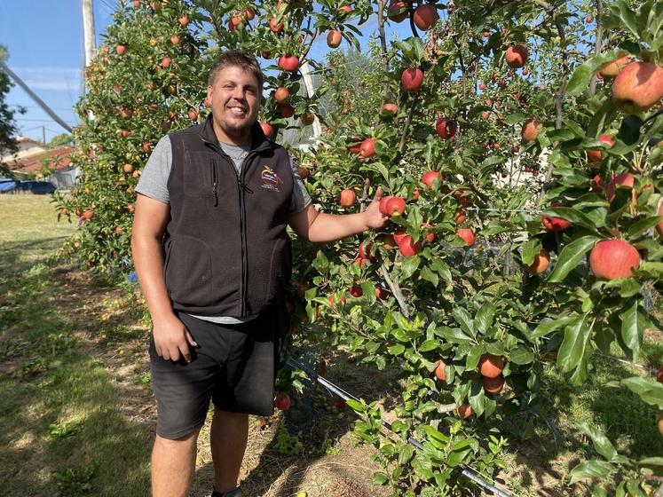 Cette année, les fruits sont colorés mais de petit calibre, comme le montre Willy Giraud, des Vergers de la Babinière.