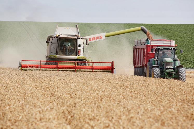 Les rendements nationaux de blé tendre de 2024 sont estimés à 59,33 q/ha, contre 73,9 q/ha l'an dernier.