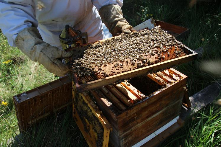 Les températures fraîches de ce printemps ont limité les sorties des abeilles.