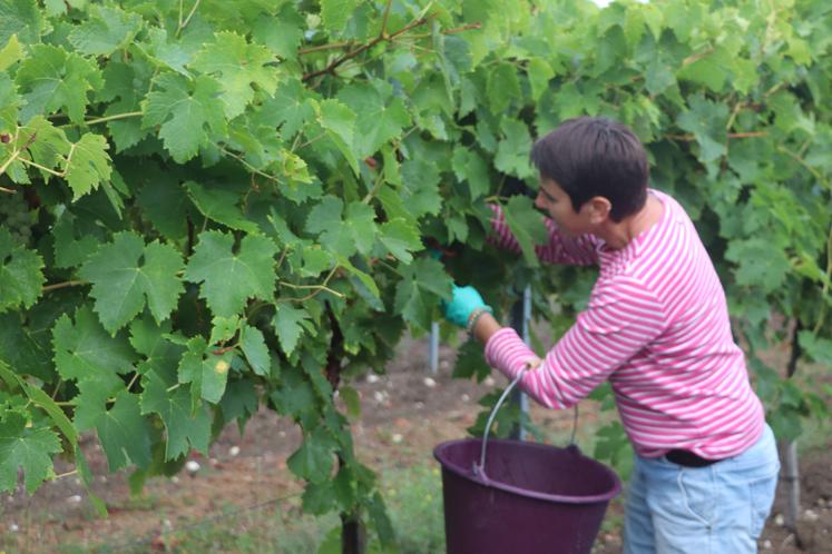 Esther Chiron, technicienne viticole du pôle de développement durable du BNIC, prélève des grappes pour analyse.