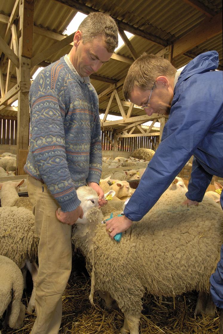 La profession veut un soutien pour les vaccins FCO-8.