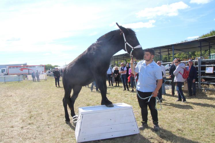 Du côté de la race mulassière, Mirabelle, mule de Guy Moinard primée lors du concours national était notamment présente, aux côtés de baudets et traits.