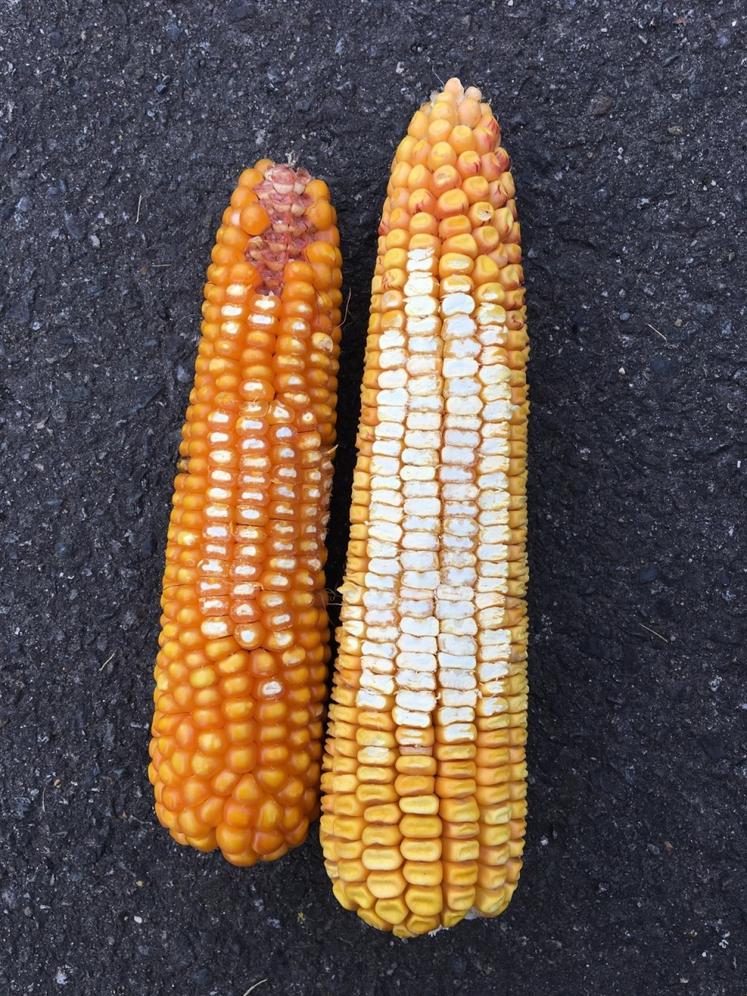 La différence d'amidon entre la génétique Leafy et les maïs de type corné denté est très visible.