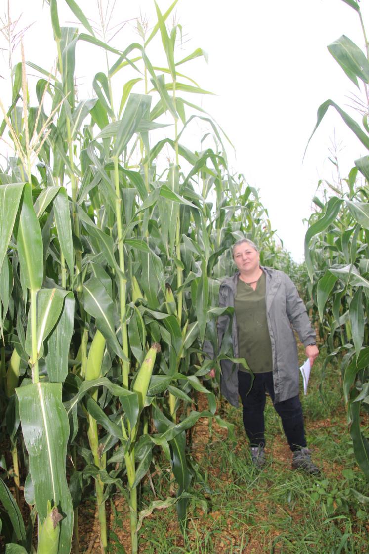 Les proportions de cette variété de maïs ensilage sont impressionnantes.