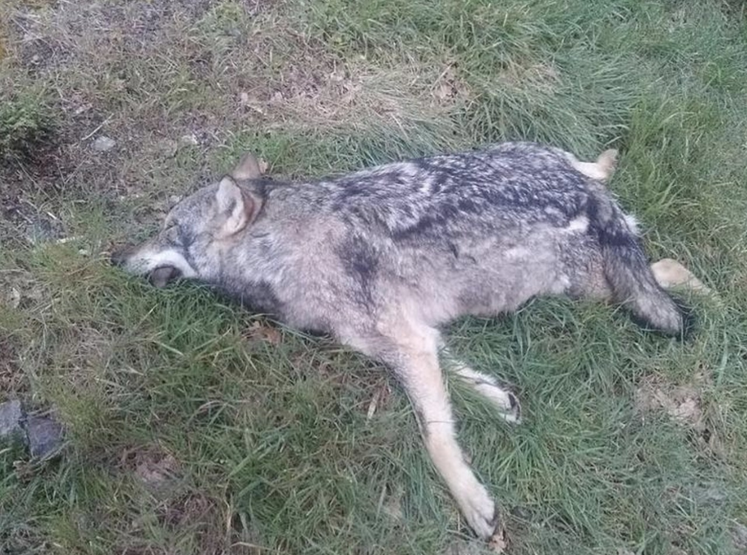 Dans la région, tous les loups aperçus étaient isolés. Ici, le loup retrouvé dans la Vienne en 2021.