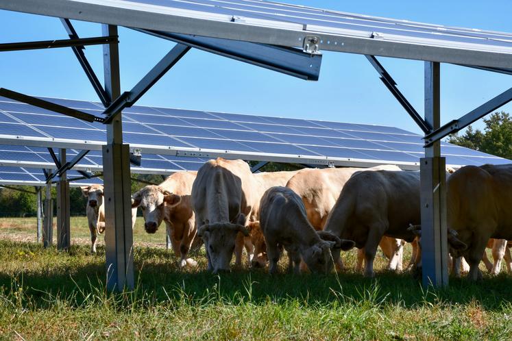 L'étude va permettre de documenter la filière sur l'impact de l'agrivoltaïsme sur les bovins.