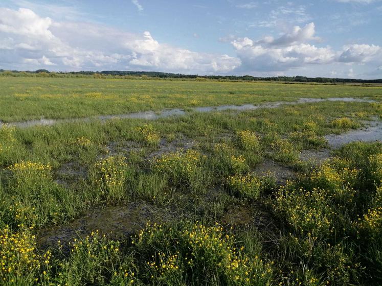 Prairie de marais à Genouillé, le 20 mai 2024.