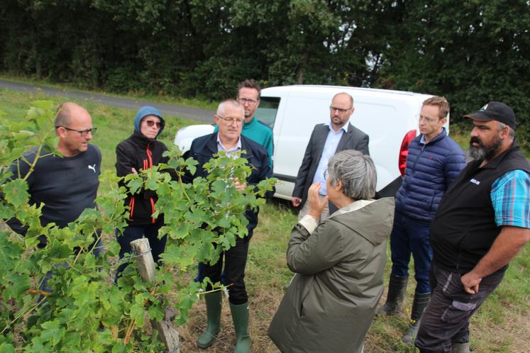 Une délégation de la DDT s'est rendue sur une parcelle de vignes d'Isabelle Bureau, à Jaunay-Marigny.