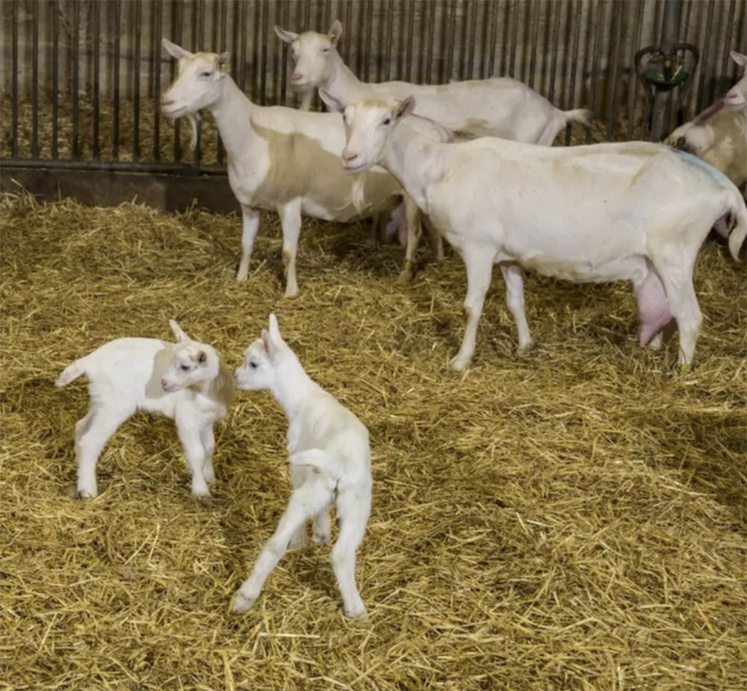 Les chevreaux sont nourris avec un aliment d'allaitement à 60 % de poudre de lait. Un coût économique mais un gain de temps  et une sécurité en termes de croissance.