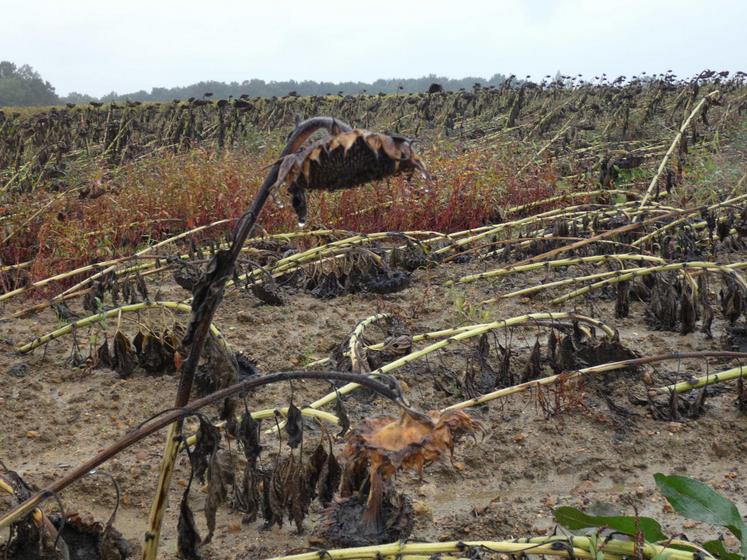 Certaines parcelles de tournesols ont subi trop de dégâts pour être récoltées.