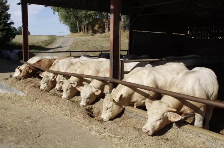 Les bêtes engraissées compensent quelque peu le nombre de vaches de réforme décapitalisées.