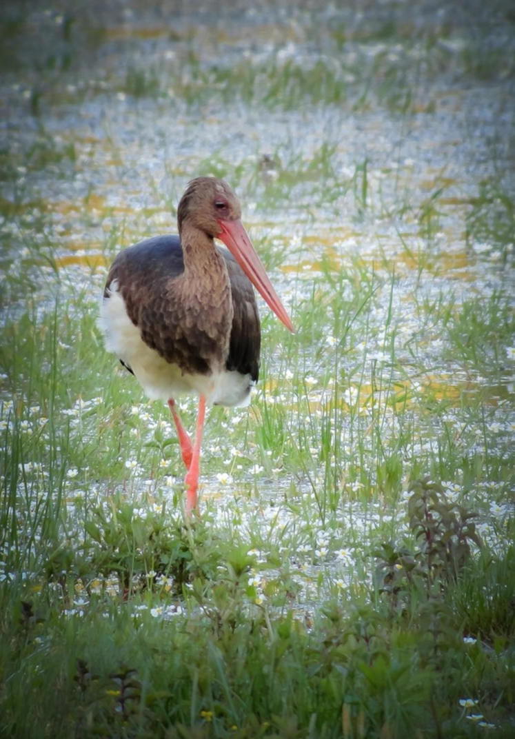 1 500 espèces animales (dont cette cigogne noire) et 400 espèces végétales ont été répertoriées.