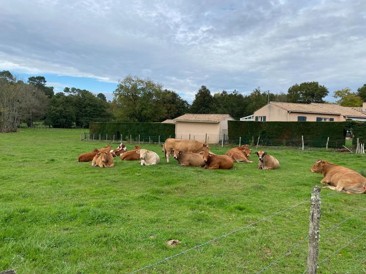 "Aujourd'hui, tous les vaccins sont disponibles, contrairement à ce que l'on peut entendre" assure Nathalie Menudier, vétérinaire au GDS 16-17.