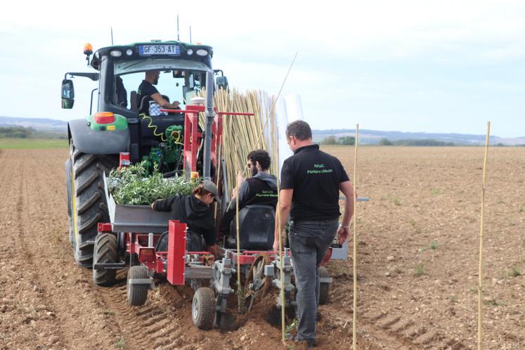 3 000 oliviers ont été plantés sur la parcelle de deux hectares. Si les résultats sont bons, la parcelle pourra être étendue à huit hectares.