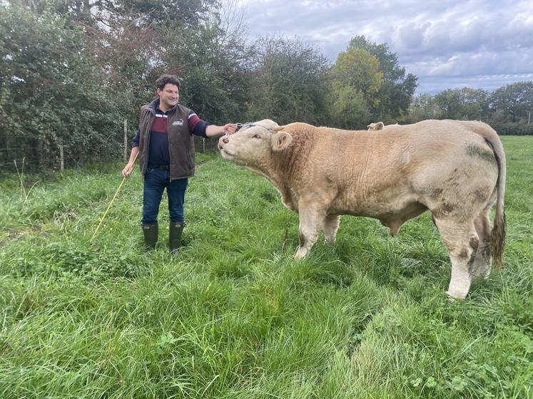 Olivier Maudet et son dernier taureau reproducteur, acheté à l'ancien maître de stage de son fils.