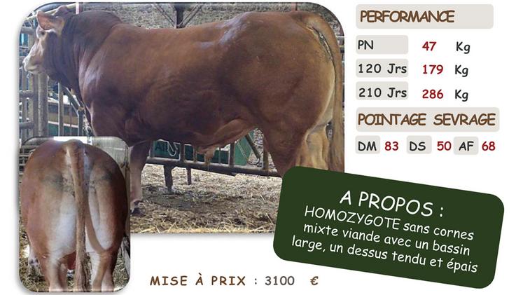 Ulhan, taureau homozygote