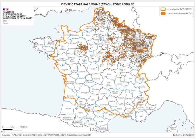 6 595 foyers de FCO de sérotype 3 étaient recensés, au 24 octobre 2024.