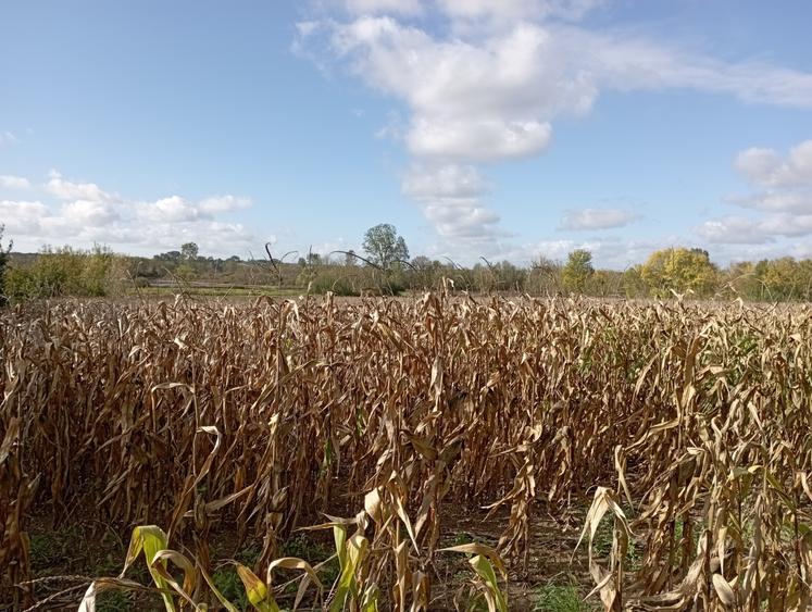 Si les récoltes de maïs prennent aussi du retard, la situation reste globalement mieux gérable que pour les tournesols.