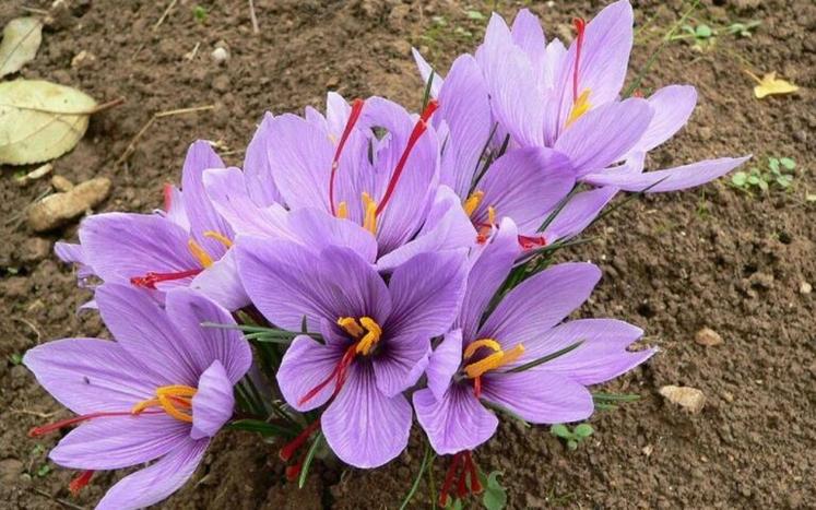 Fleurs de safran. C'est le pistil, rouge, qui est déshydraté pour devenir une épice prisée des chefs.