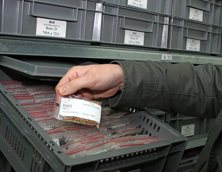Le centre Inrae de Clermont-Ferrand s'appuie sur un patrimoine d'environ 14 000 variétés de blé pour ses recherches sur le génome de cette céréale.